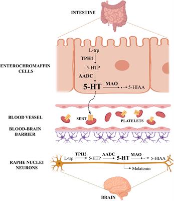 Serotonin system in the human placenta – the knowns and unknowns